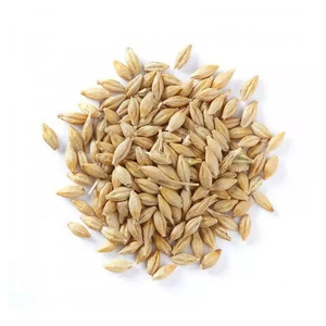 BarleyMalt/Grano de Cebada/Alimento de cebada Cebada energética de grado premium para alimentación animal - Product Image 5