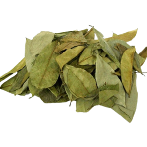 FEUILLE DE SOURSOP SÉCHÉE DE QUALITÉ SUPÉRIEURE/PRIX BAS pour FEUILLE DE SOURSOP SÉCHÉE - Product Image 5