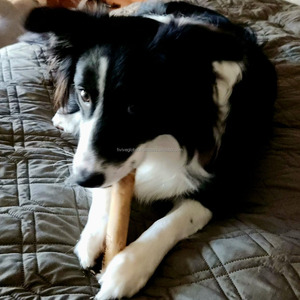 ไม้เคี้ยวกาแฟธรรมชาติ ช่วยส่งเสริมการเคี้ยวอย่างมีสุขภาพดี บำรุงสุขภาพฟัน ลดความวิตกกังวลและความเบื่อหน่ายในสุนัข - Product Image 4