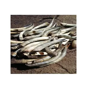 Leading Supplier Selling High Quality Polished Natural Crafts Cow Horns from Nigeria at Competitive Price