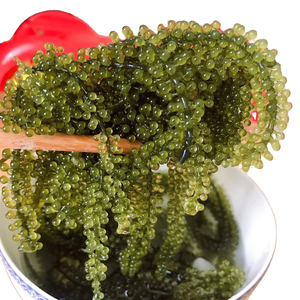 Uvas de Mar Deshidratadas (Bolsa Zip 100 gramos) // Alta Calidad de Vietnam // Sra. Beatrix - Product Image 1