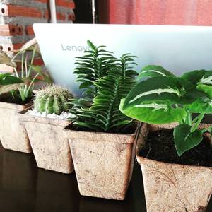 Pot de plantes en fibre de coco biodégradable naturelle de haute qualité fabriqué au Vietnam - Product Image 4