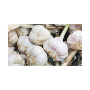 Ajo fresco a precio económico, listo para exportar, con entrega rápida y aroma intenso - Product Image 4