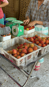 Rambután fresco de calidad de exportación de Vietnam embalado en cajas de cartón para envío marítimo y aéreo con larga vida útil - Product Image 3