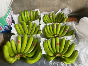 Vietnam Cavendish Fruits tropicaux Banane fraîche de qualité supérieure à l'exportation Meilleurs tarifs Livraison rapide Approvisionnement en gros Commandes de bananes fraîches - Product Image 5