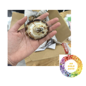 Coquillages Artisanaux Polis: Formes et tailles uniques pour les efforts créatifs. - Product Image 5