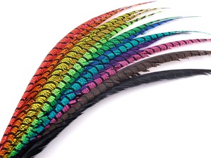Plumas de faisán Lady Amherst teñidas en venta a precios económicos - Plumas de cola de faisán Lady Amherst - Product Image 3