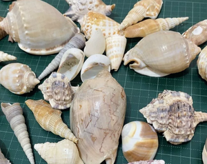 กระเป๋าเปลือกหอยตกแต่งธรรมชาติขัดเงาสินค้าพรีเมี่ยมจากเวียดนามจัดส่งรวดเร็วโรงงานเครื่องประดับ DIY ส่งตรงจากโรงงานทั่วโลก - Product Image 4