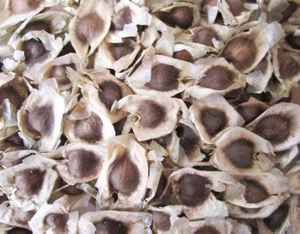 Cao Cấp Khô <span class=keywords><strong>Moringa</strong></span> Oleifera Hạt Giống 100% Tự Nhiên Số Lượng Lớn <span class=keywords><strong>Moringa</strong></span> Hạt Giống Cho Thảo Dược Sử Dụng - Product Image 4