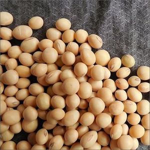 Prix bon marché Graines de soja non OGM soja jaune frais et séché pour l'alimentation animale - Product Image 5