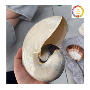 Concha Nautilus con cámara, concha marina espiral Natural decorativa pulida para arte marino inspirado en el océano, decoración de lujo para el hogar - Product Image 4