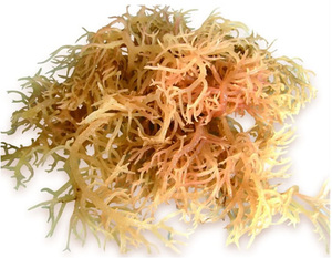 Chondrus Crispus sauvage cru d'algues de mousse de carrageen pour les repas riches en fibres - Product Image 1