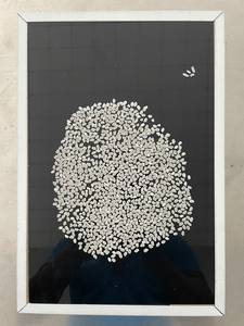 Japonica ข้าวทรงกลม GMO koshibikari ซูชิข้าวเวียดนามแบบสั้นตากแห้งยาวโรงงานชื่ออื่นๆ Riz- WS: + 84-915355383 - Product Image 4