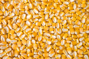 Maíz orgánico amarillo dulce tipo blanco para alimentación animal estilo seco - Product Image 3