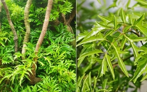 ใบโพลีสเซียสแห้งเกรดส่งออก วัตถุดิบสมุนไพรธรรมชาติสำหรับชาและผลิตภัณฑ์เพื่อสุขภาพ - Product Image 3