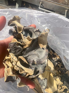 Hongo de la oreja de la nube, producto de calidad de exportación con forma de oreja intacta, estructura firme y apariencia consistente para mercados mayoristas - Product Image 4