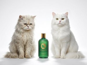 Shampoo pour chat à poils longs VELVETPAW Premium & Shampooing + Après-shampoing 2-en-1 Extrait de camomille Formule soie Pour chats persans et Maine Coon - Product Image 5