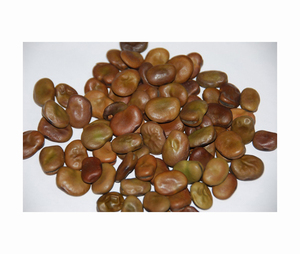 Fèves de cheval éthiopien Faba de haute qualité fraîches et séchées pour les aliments disponibles dans un sac d'emballage en vrac - Product Image 1