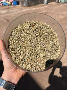 Granos de Café Verde Natural Procesados Grado A Vietnam Arabica S16 Tostado a Granel Venta al por Mayor Bolsa de PP de 60 kg - Product Image 2