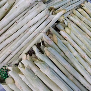 CANNE À SUCRE CONGELÉE PREMIUM/NON-GMO/PRÊT À MÂCHER/ORIGINE DU VIETNAM - Product Image 1