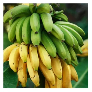 廉价香蕉/卡文迪许香蕉从泰国批量出口