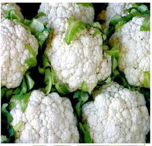Fresh Vegetables UK Factory Certified High Quality Manufacture Frozen Cauliflower - Product Image 5