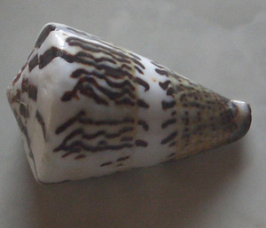 Conus monnile SEASHELL JEWELRY Conidae Conus Shell Motivo Tamaño mixto 7-8cm Técnica pulida - Product Image 3