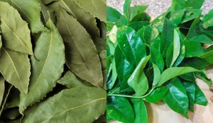 Hojas de Clausena indica (Mac Mat) para Productos Alimenticios Naturales y Herbales, Secado Tradicional y Liofilizado - Product Image 2