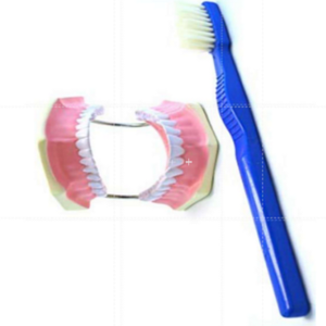 Set de Higiene Dental Manual, Modelo de Cuidado Dental con Cepillo - Product Image 2