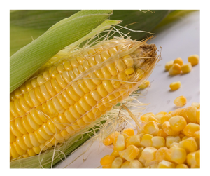 Venta caliente de exportación de maíz dulce IQF de alta calidad a granel proveedores de Vietnam Exportación de maíz Envío listo Venta de maíz dulce congelado a granel - Product Image 1
