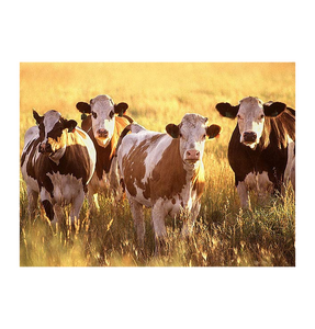 Vacas Vivas de Raza Mixta de Grado Comercial para Consumo Local y Comercio de Carnicería, 200-300 kg de Peso Vivo, Suministro al por Mayor - Product Image 3