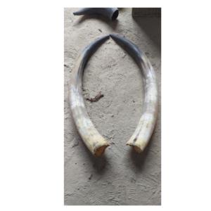 Par de bocina de búhos, claxon decorativo para hoteles y pared, pulido y brillante, hecho a mano, oferta - Product Image 4