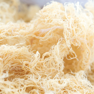 Whole <b>Raw</b> Dried Irish <b>Moss</b> Gold From Vietnam Producer - Product Image 5