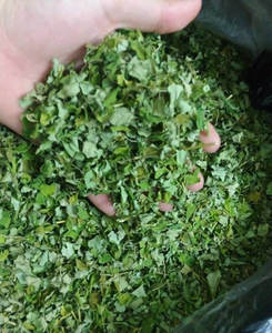 Fournisseurs et exportateurs en gros de feuilles de Moringa séchées de haute qualité, utilisées pour maintenir la santé du corps, disponibles au meilleur prix - Product Image 1