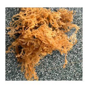 Algues séchées de mousse de mer mousse irlandaise naturelle sargasse chondrus crispus algues pour l'exportation - Product Image 3