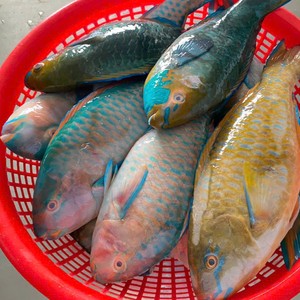 Poisson-papillon entier congelé de qualité supérieure, export en vrac de produits de la mer - Product Image 4