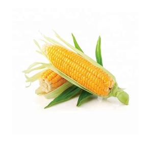 Suministro a granel de alta calidad de maíz amarillo OGM de grado alimenticio para la industria de piensos y exportación internacional de cultivos frescos listos para enviar - Product Image 5