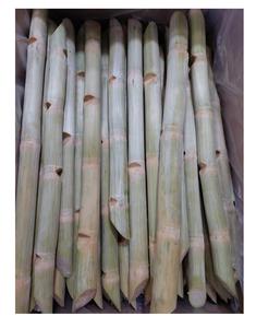 CANNE À SUCRE CONGELÉE DE HAUTE QUALITÉ ET DU PRIX LE PLUS BAS/PRODUITS TOP VENTE CHAUDE 2024 - Product Image 1