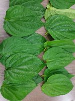 VENTE FLASH ! Feuilles de bétel vertes fraîches du Vietnam de haute qualité, 12 kg, boîte en mousse, meilleur prix pour la vente en gros