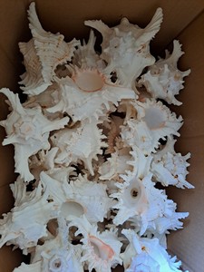 Seashell Premium Vietnam Ocean Material Perfect For <b>Souvenir</b> Decoration Packaging Jewelry And Creative Craft - Product Image 3