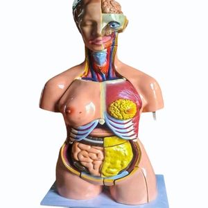 Modelos Anatómicos de Patología de PVC para Entrenamiento en Ciencias Médicas para Escuelas y Hospitales - Product Image 3