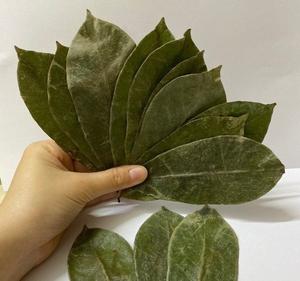 Vente chaude de feuilles de corossol séchées naturelles pour la tisane, matière première à prix de gros bon marché - Product Image 2