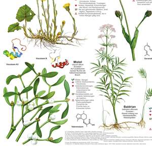 German DIN A1 Medicinal Plants <b>Poster</b> Made of Durable Paper for Wall Usage - Product Image 3
