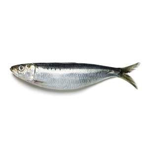Sardinas HGT Congeladas para Enlatar - Product Image 3