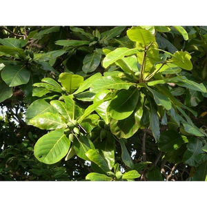 TERMINALIA CATAPPA FEUILLE EN POUDRE/SUPPORT DIGESTIF/NETTOYAGE ÉTIQUETTE/À BASE DE PLANTES - Product Image 4