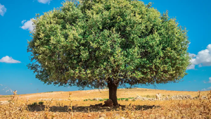 Graines d'argan marocaines et huile d'argan pressée à froid pour la cosmétique en gros Ingrédient cosmétique naturel de haute qualité Cheveux originaux - Product Image 3