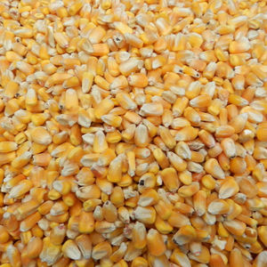 Maïs blanc non-OGM de qualité supérieure, vente en gros, fraîcheur de la saison, céréales de qualité alimentaire séchées, adaptées au broyage de tortillas et à l'élevage - Product Image 2