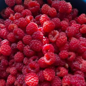 Bayas Rojas de Alto Contenido de Fructosa (10+) al por Mayor, Solo Transporte Aéreo - Product Image 4