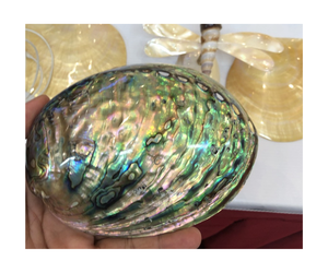 Concha de abulón pulido crudo de Vietnam al por mayor Paua y conchas marinas decorativas de nácar - Product Image 1