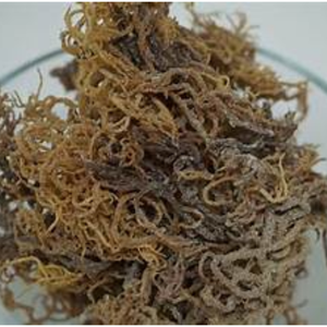 Musgo marino seco de alta calidad al mejor precio con embalaje OEM de Vietnam - Product Image 5